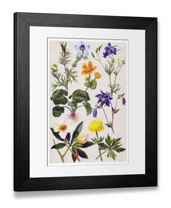 Framed Print : Medicinal and Herbal Plants Framed Print : Medicinal and Herbal Plants