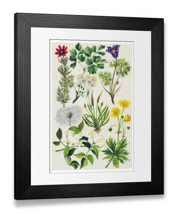 Framed Print : Medicinal and Herbal Plants Framed Print : Medicinal and Herbal Plants