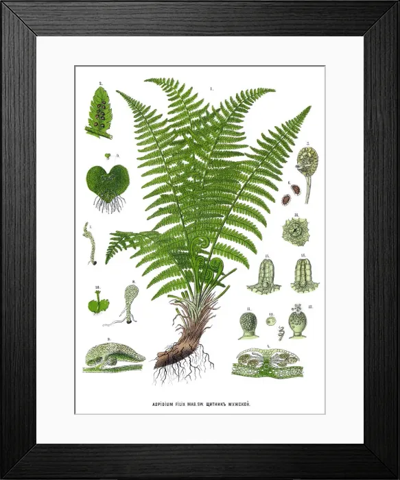 Framed Print : ferm. Antique illustration of a Medicinal and Herbal Plants Framed Print : ferm. Antique illustration of a Medicinal and Herbal Plants