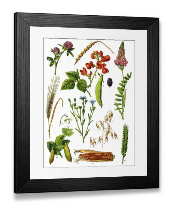 Framed Print : Medicinal and Herbal Plants Framed Print : Medicinal and Herbal Plants