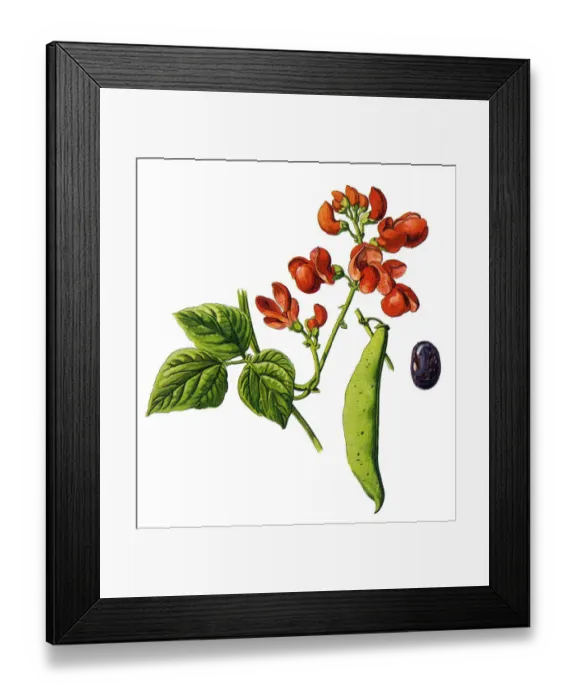 Framed Print : kidney bean Framed Print : kidney bean
