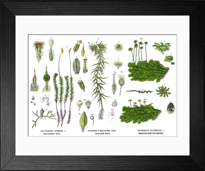Framed Print : Medicinal and Herbal Plants Framed Print : Medicinal and Herbal Plants