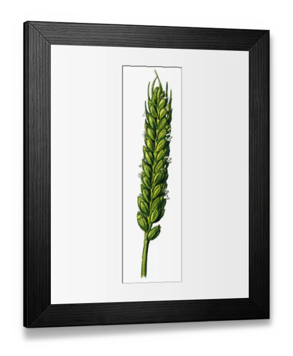 Framed Print : bread wheat Framed Print : bread wheat