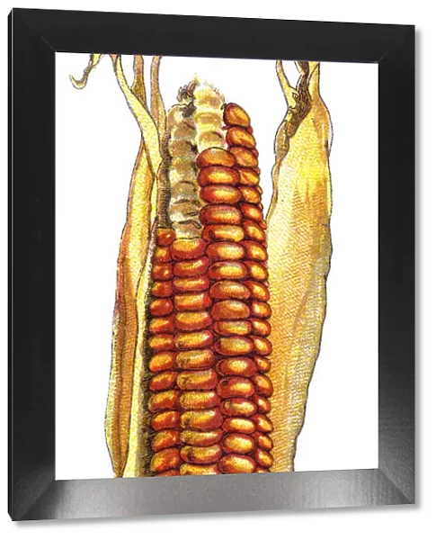 corn. Antique illustration of a Medicinal and Herbal Plants