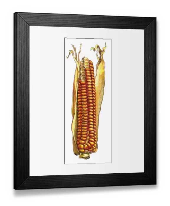 Framed Print : corn. Antique illustration of a Medicinal and Herbal Plants Framed Print : corn. Antique illustration of a Medicinal and Herbal Plants