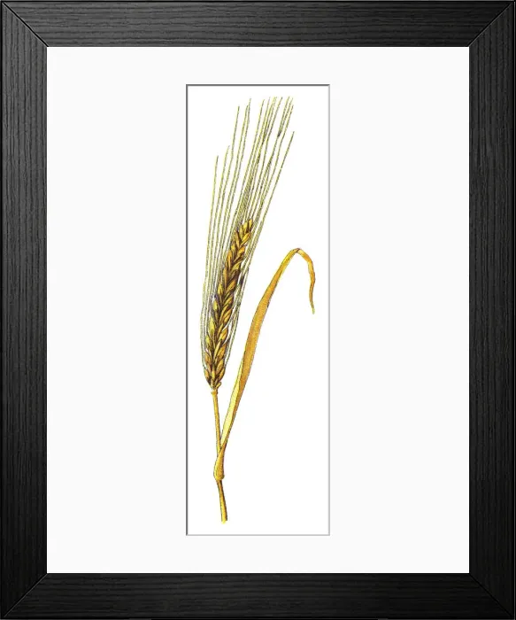 Framed Print : grass family, cereal grain, grain Framed Print : grass family, cereal grain, grain