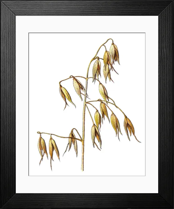 Framed Print : oats. Antique illustration of a Medicinal and Herbal Plants Framed Print : oats. Antique illustration of a Medicinal and Herbal Plants