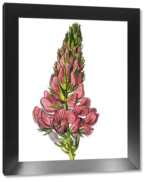 sainfoin. Antique illustration of a Medicinal and Herbal Plants