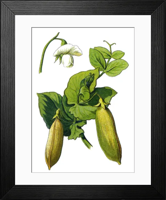 Framed Print : peas. Antique illustration of a Medicinal and Herbal Plants Framed Print : peas. Antique illustration of a Medicinal and Herbal Plants
