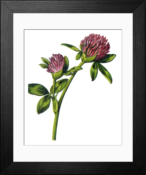 Framed Print : clover. Antique illustration of a Medicinal and Herbal Plants Framed Print : clover. Antique illustration of a Medicinal and Herbal Plants