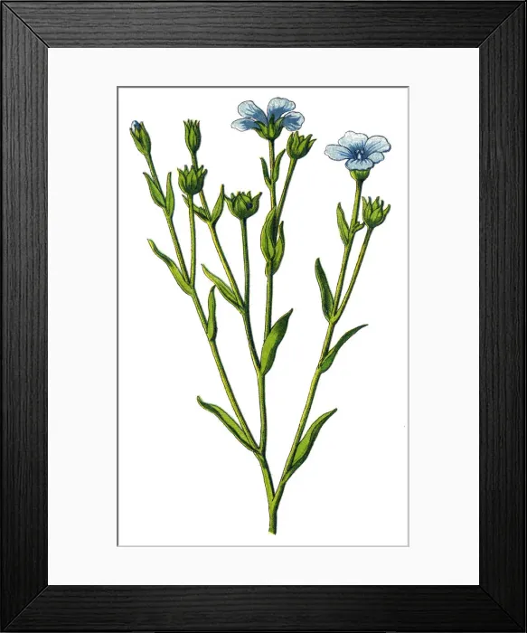 Framed Print : flax, fief Framed Print : flax, fief