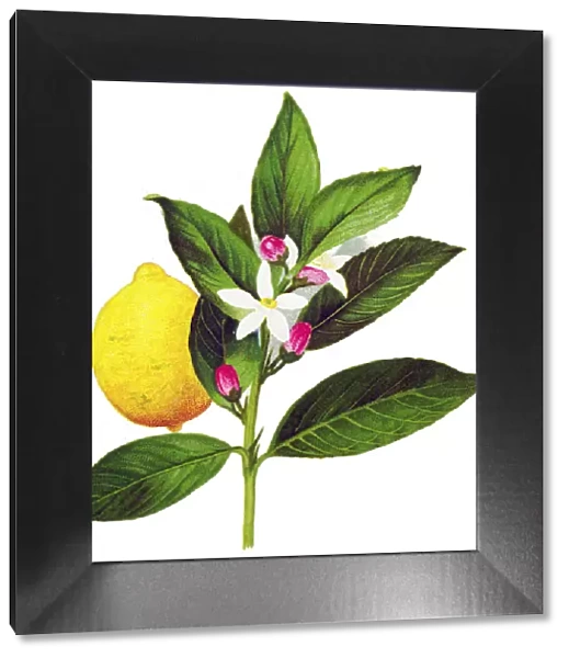 lemon. Antique illustration of a Medicinal and Herbal Plants