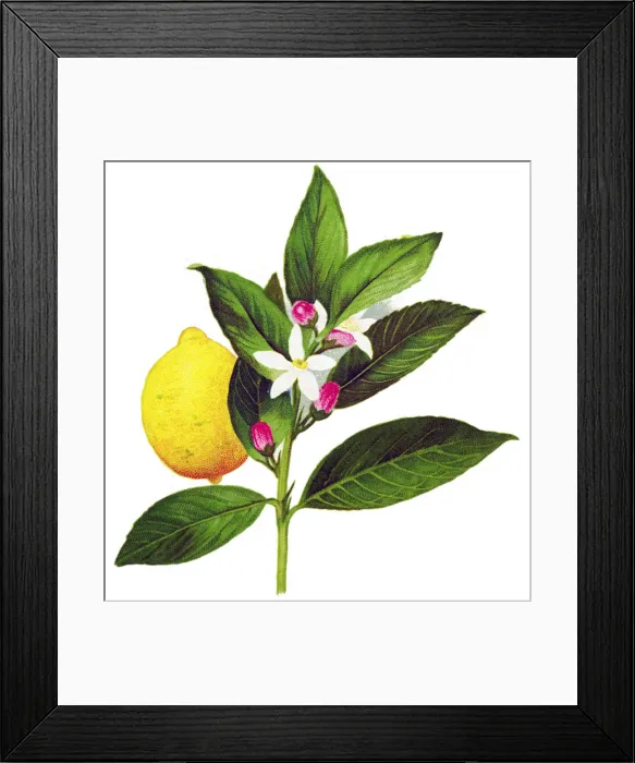 Framed Print : lemon. Antique illustration of a Medicinal and Herbal Plants Framed Print : lemon. Antique illustration of a Medicinal and Herbal Plants