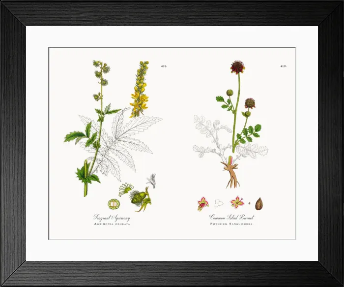 Framed Print : Fragrant Agrimony, Agrimonia odorata, Victorian Botanical Illustration, 1863 Framed Print : Fragrant Agrimony, Agrimonia odorata, Victorian Botanical Illustration, 1863