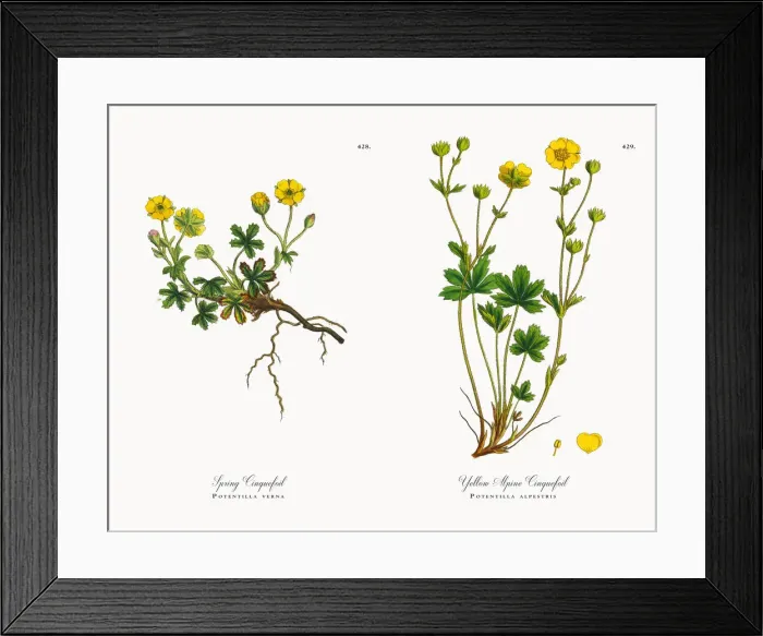 Framed Print : Spring Cinquefoil, Potentilla verna, Victorian Botanical Illustration, 1863 Framed Print : Spring Cinquefoil, Potentilla verna, Victorian Botanical Illustration, 1863