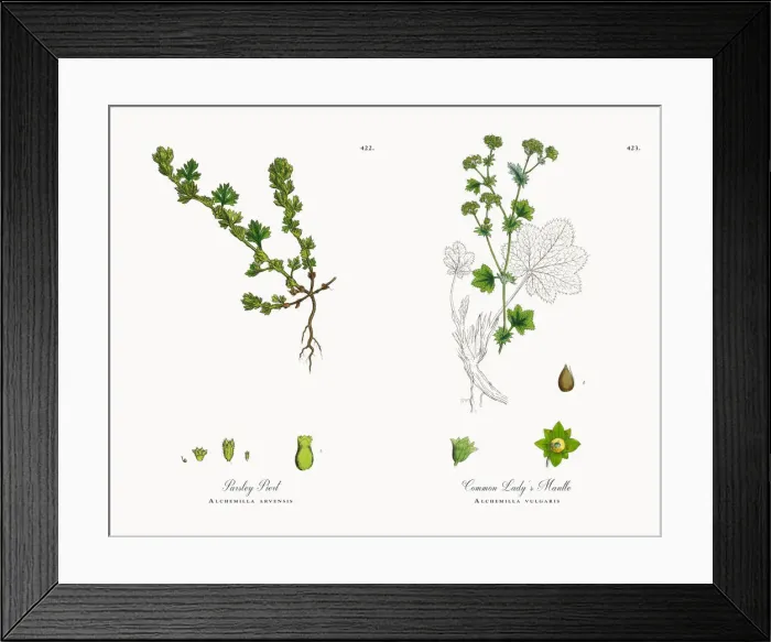 Framed Print : Parsley Piert, Alchemilla arvensis, Victorian Botanical Illustration, 1863 Framed Print : Parsley Piert, Alchemilla arvensis, Victorian Botanical Illustration, 1863