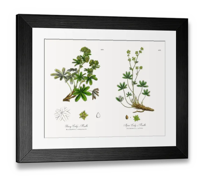 Framed Print : Silvery Ladyas Mantle, Alchemilla conjuncta, Victorian Botanical Illustration, 1863 Framed Print : Silvery Ladyas Mantle, Alchemilla conjuncta, Victorian Botanical Illustration, 1863
