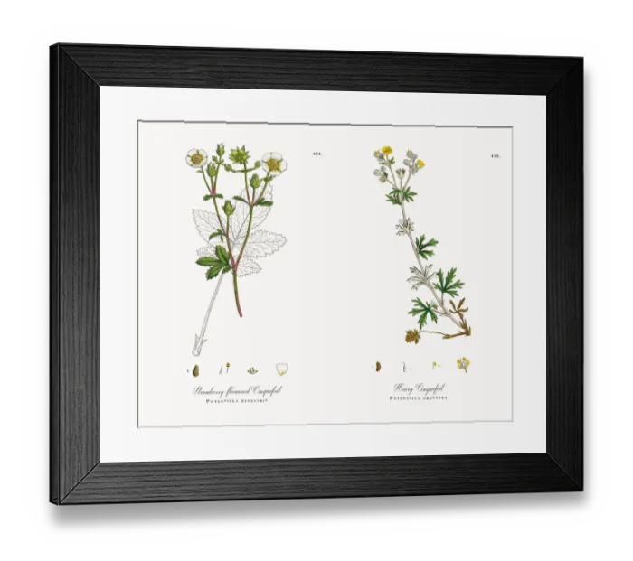Framed Print : Strawberry-flowered Cinquefoil, Potentilla rupestris, Victorian Botanical Illustration, 1863