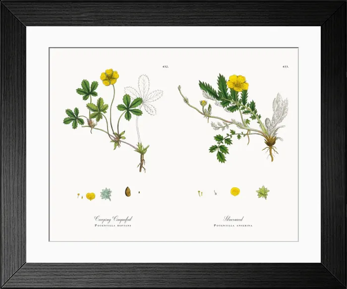 Framed Print : Creeping Cinquefoil, Potentilla reptans, Victorian Botanical Illustration, 1863 Framed Print : Creeping Cinquefoil, Potentilla reptans, Victorian Botanical Illustration, 1863