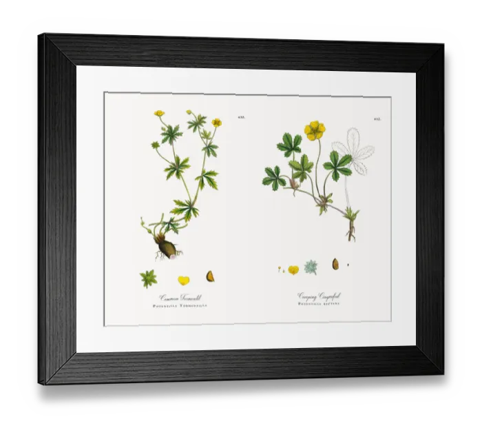 Framed Print : Common Tormentil, Potentilla Tormentilla, Victorian Botanical Illustration, 1863 Framed Print : Common Tormentil, Potentilla Tormentilla, Victorian Botanical Illustration, 1863