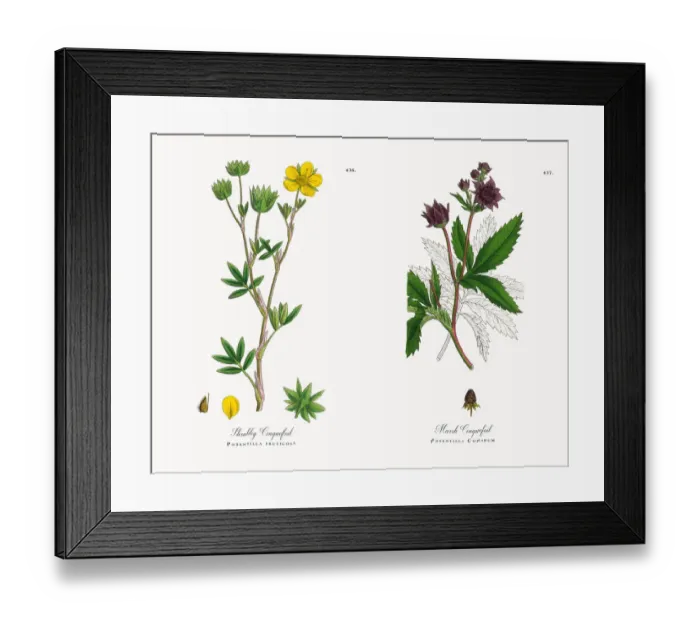 Framed Print : Shrubby Cinquefoil, Potentilla fruticosa, Victorian Botanical Illustration, 1863 Framed Print : Shrubby Cinquefoil, Potentilla fruticosa, Victorian Botanical Illustration, 1863