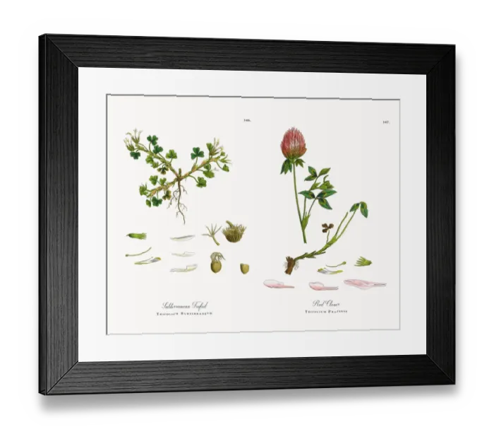 Framed Print : Subterranean Trefoil, Trifolium Subterraneum, Victorian Botanical Illustration, 1863 Framed Print : Subterranean Trefoil, Trifolium Subterraneum, Victorian Botanical Illustration, 1863