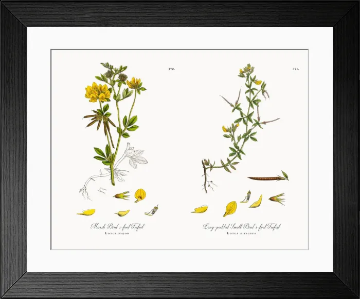 Framed Print : Marsh Birdas-foot Trefoil, Lotus major, Victorian Botanical Illustration, 1863 Framed Print : Marsh Birdas-foot Trefoil, Lotus major, Victorian Botanical Illustration, 1863