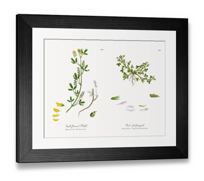 Framed Print : Small-flowered Melilot, Melilotus Parviflora, Victorian Botanical Illustration, 1863 Framed Print : Small-flowered Melilot, Melilotus Parviflora, Victorian Botanical Illustration, 1863