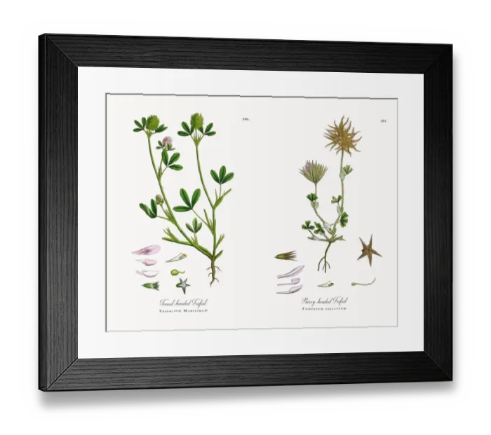 Framed Print : Teasel-headed Trefoil, Trifolium Maritimum, Victorian Botanical Illustration, 1863 Framed Print : Teasel-headed Trefoil, Trifolium Maritimum, Victorian Botanical Illustration, 1863