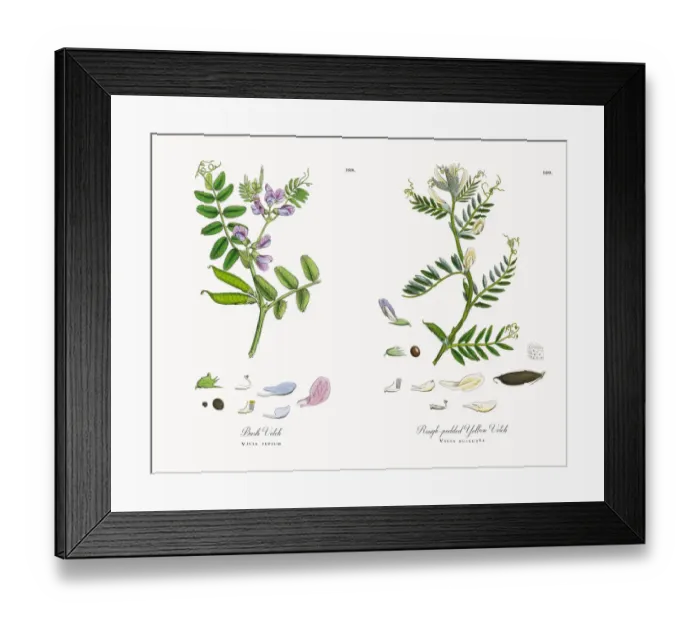 Framed Print : Bush Vetch, Vicia sepium, Victorian Botanical Illustration, 1863 Framed Print : Bush Vetch, Vicia sepium, Victorian Botanical Illustration, 1863