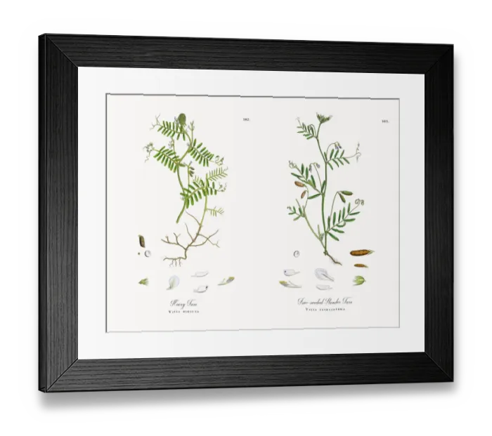 Framed Print : Hairy Tare, Vicia hirsuta, Victorian Botanical Illustration, 1863 Framed Print : Hairy Tare, Vicia hirsuta, Victorian Botanical Illustration, 1863