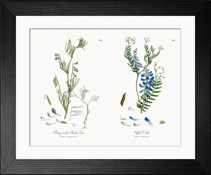 Framed Print : Many-seeded Slender Tare, Vicia gracilis, Victorian Botanical Illustration, 1863 Framed Print : Many-seeded Slender Tare, Vicia gracilis, Victorian Botanical Illustration, 1863