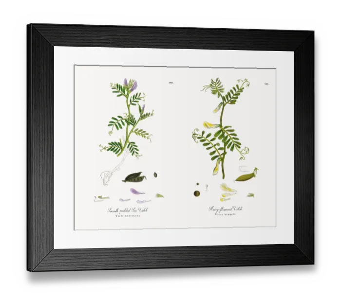Framed Print : Smooth-podded Sea Vetch, Vicia laevigata, Victorian Botanical Illustration, 1863 Framed Print : Smooth-podded Sea Vetch, Vicia laevigata, Victorian Botanical Illustration, 1863
