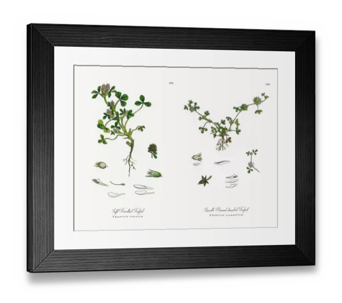 Framed Print : Soft Knotted Trefoil, Trifolium striatum, Victorian Botanical Illustration, 1863