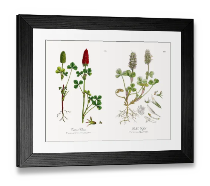 Framed Print : Crimson Clover, Trifolium eu-incarnatum, Victorian Botanical Illustration, 1863 Framed Print : Crimson Clover, Trifolium eu-incarnatum, Victorian Botanical Illustration, 1863