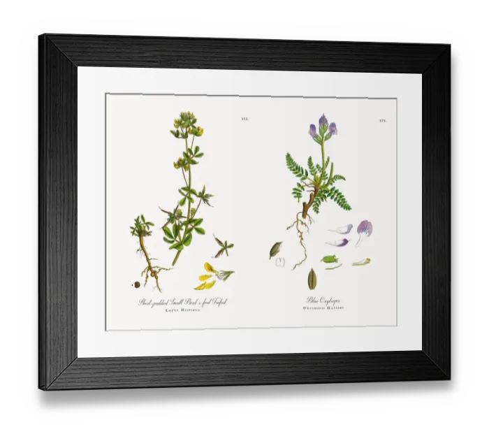 Framed Print : Short-podded Small Birdas-foot Trefoil, Lotus Hispidus, Victorian Botanical Illustration, 1863 Framed Print : Short-podded Small Birdas-foot Trefoil, Lotus Hispidus, Victorian Botanical Illustration, 1863