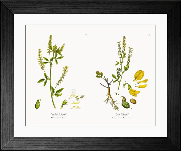 Framed Print : White Melilot, Melilotus Alba, Victorian Botanical Illustration, 1863 Framed Print : White Melilot, Melilotus Alba, Victorian Botanical Illustration, 1863