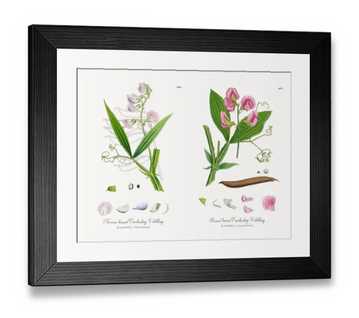 Framed Print : Narrow-leaved Everlasting Vetchling, Lathyrus sylvestris, Victorian Botanical Illustration, 1863 Framed Print : Narrow-leaved Everlasting Vetchling, Lathyrus sylvestris, Victorian Botanical Illustration, 1863