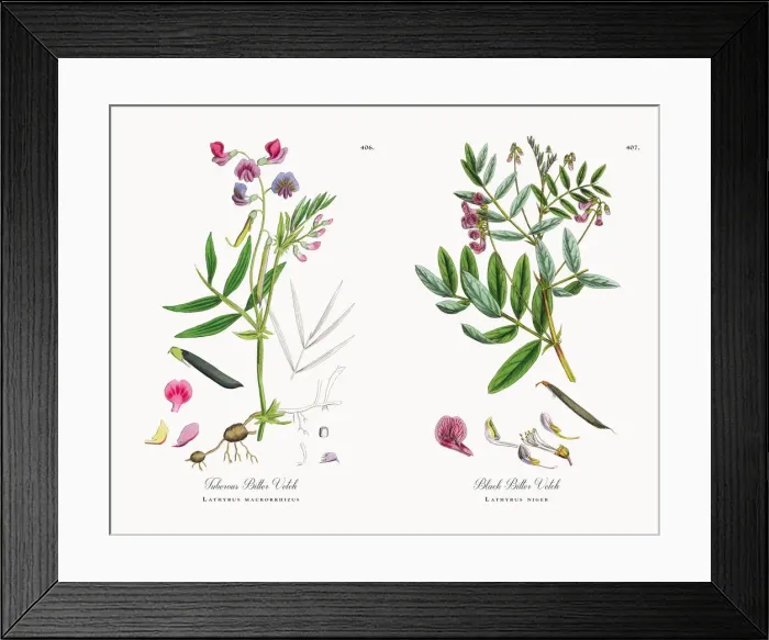 Framed Print : Tuberous Bitter Vetch, Lathyrus macrorrhizus, Victorian Botanical Illustration, 1863 Framed Print : Tuberous Bitter Vetch, Lathyrus macrorrhizus, Victorian Botanical Illustration, 1863