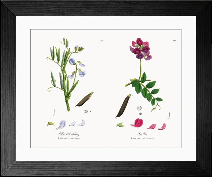 Framed Print : Marsh Vetchling, Lathyrus palustris, Victorian Botanical Illustration, 1863 Framed Print : Marsh Vetchling, Lathyrus palustris, Victorian Botanical Illustration, 1863