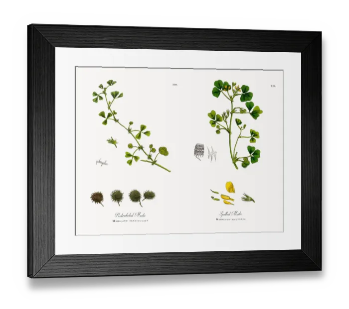 Framed Print : Reticulated Medic, Medicago denticulata, Victorian Botanical Illustration, 1863 Framed Print : Reticulated Medic, Medicago denticulata, Victorian Botanical Illustration, 1863