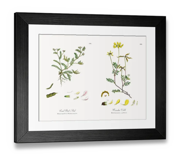 Framed Print : Least Birdas Foot, Ornithopus Perpusillus, Victorian Botanical Illustration, 1863 Framed Print : Least Birdas Foot, Ornithopus Perpusillus, Victorian Botanical Illustration, 1863