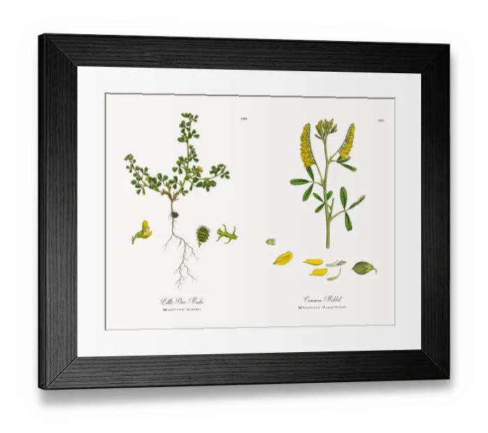 Framed Print : Little Bur Medic, Medicago minima, Victorian Botanical Illustration, 1863 Framed Print : Little Bur Medic, Medicago minima, Victorian Botanical Illustration, 1863