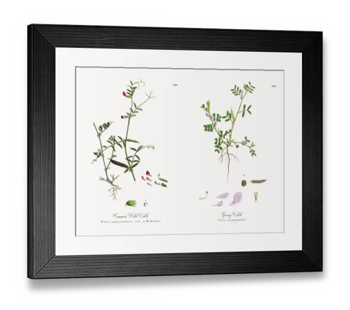 Framed Print : Common Wild Vetch, Vicia angustifolia, var. a Bobartii, Victorian Botanical Illustration, 1863