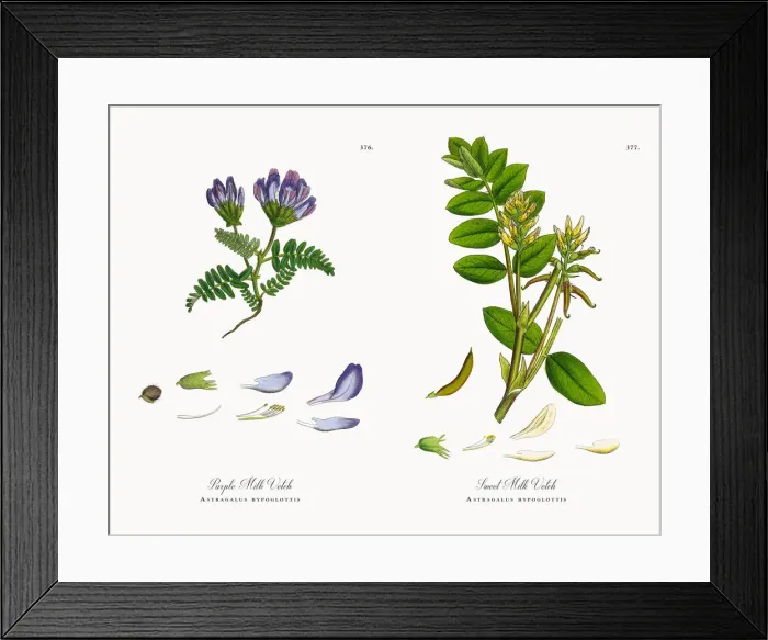 Framed Print : Purple Milk Vetch, Astragalus bypoglottis, Victorian Botanical Illustration, 1863 Framed Print : Purple Milk Vetch, Astragalus bypoglottis, Victorian Botanical Illustration, 1863