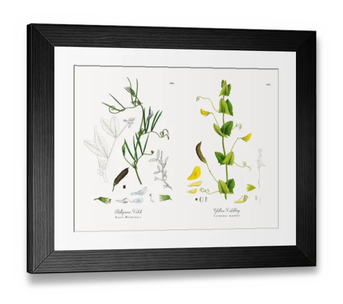 Framed Print : Bithynian Vetch, Vicia Bithynica, Victorian Botanical Illustration, 1863