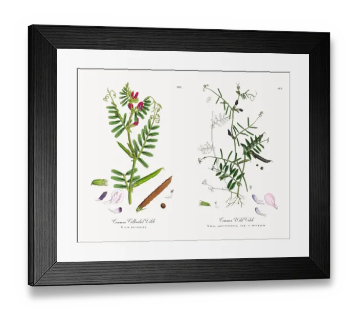Framed Print : Common Cultivated Vetch, Vicia eu-sativa, Victorian Botanical Illustration, 1863 Framed Print : Common Cultivated Vetch, Vicia eu-sativa, Victorian Botanical Illustration, 1863