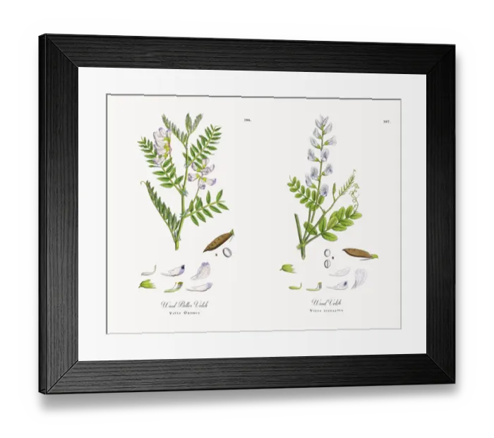 Framed Print : Wood Bitter Vetch, Vicia Orobus, Victorian Botanical Illustration, 1863