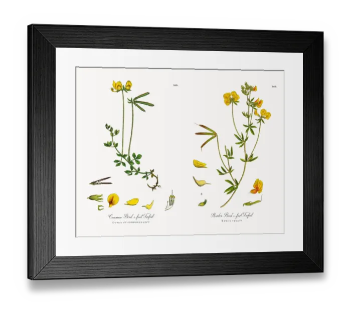 Framed Print : Common Birdas-foot Trefoil, Lotus eu-corniculatus, Victorian Botanical Illustration, 1863 Framed Print : Common Birdas-foot Trefoil, Lotus eu-corniculatus, Victorian Botanical Illustration, 1863