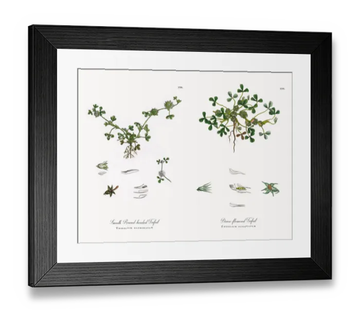 Framed Print : Smooth Round-headed Trefoil, Trifolium glomeratum, Victorian Botanical Illustration, 1863